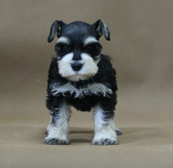 广州雪纳瑞幼犬 广东纯种雪纳瑞繁育基地 小老头雪纳瑞幼犬