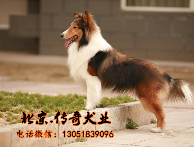 北京传奇名犬出售喜乐蒂纯种喜乐蒂幼犬保健康纯种 包邮