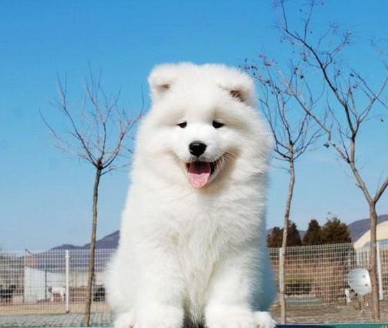 北京萨摩耶价格赛级萨摩耶萨摩耶幼犬