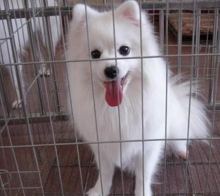 漂亮可爱的银狐幼犬 纯种健康的银狐 两个多月