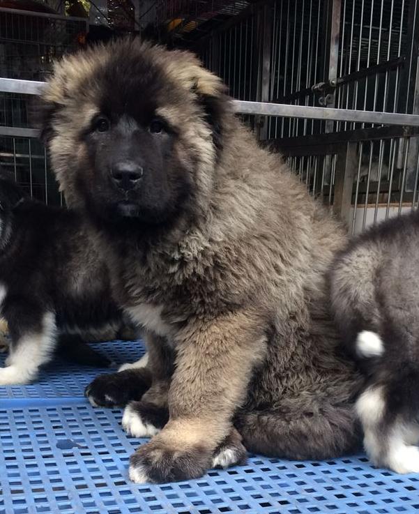 出售纯种健康熊版巨型高加索犬 高加索护卫犬