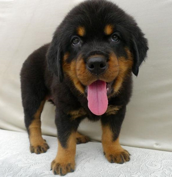 家养纯种 罗威纳犬 拉布拉多犬 特价出售