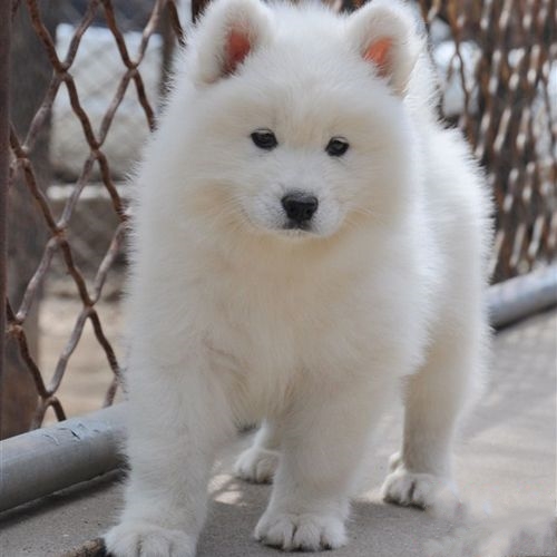 微笑天使萨摩耶宠物狗出售,健康纯种,多只可挑选