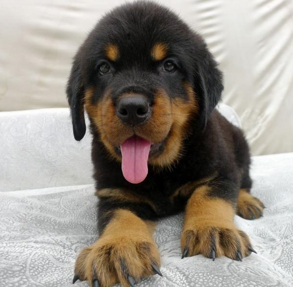 家养纯种 罗威纳犬 拉布拉多犬 特价出售