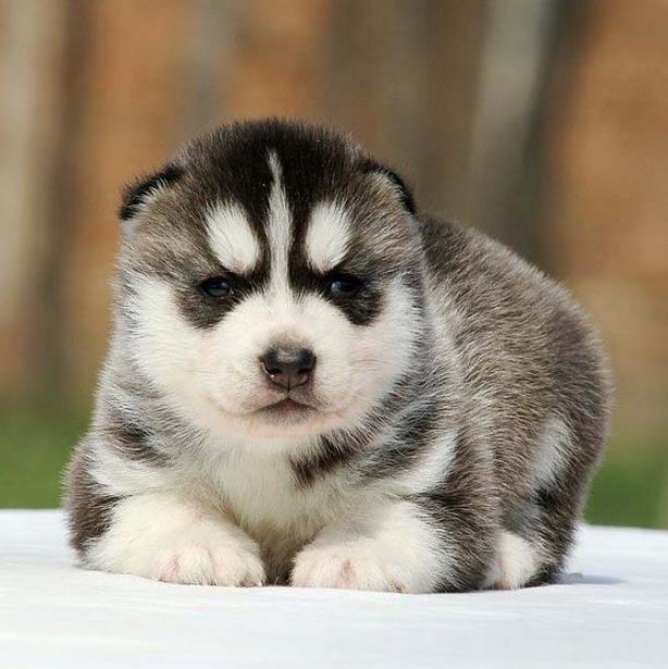 杭州出售纯种哈士奇犬 自家养殖的 当面测试交易 同城免费送狗