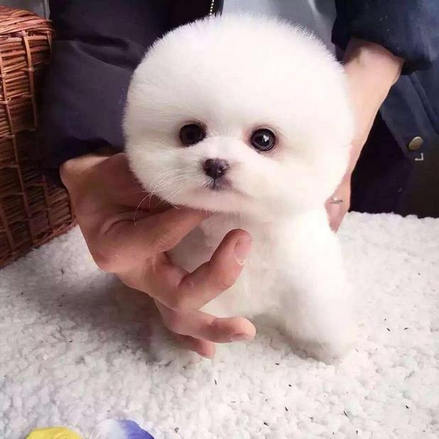 可爱雪娃娃的比熊幼崽待售中 宠物级赛级