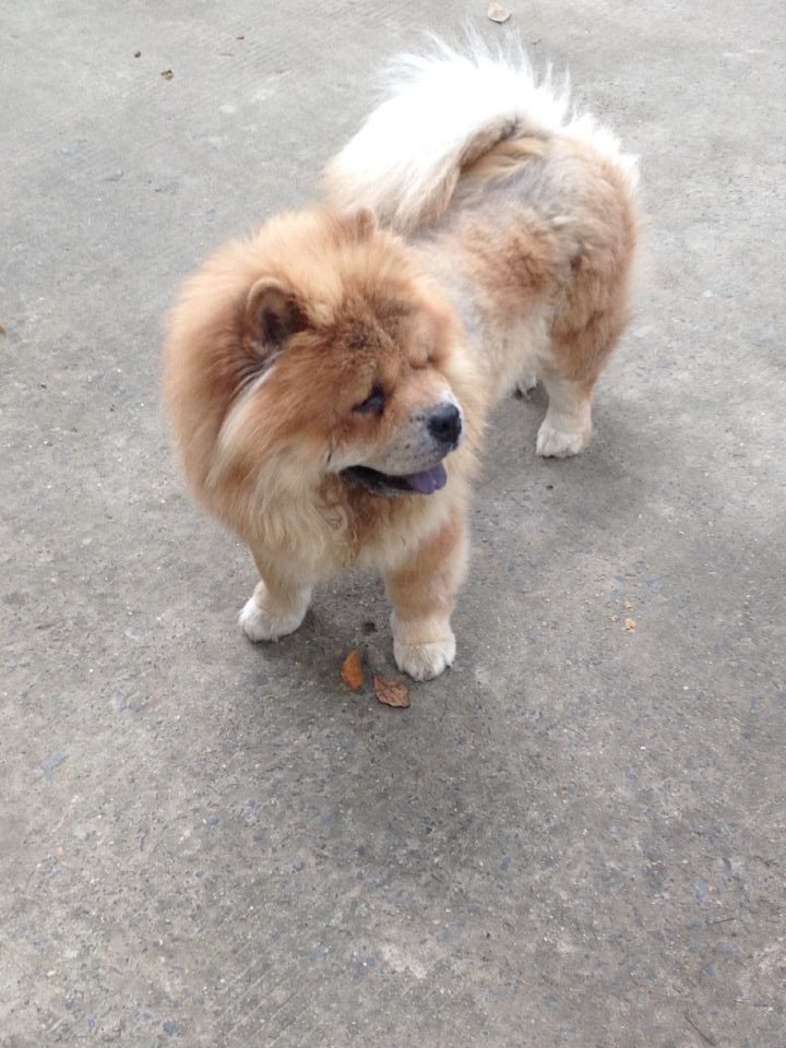 [广东省广州]广州出售松狮犬 松狮价格多少 松狮哪里买便宜_爱宠集市