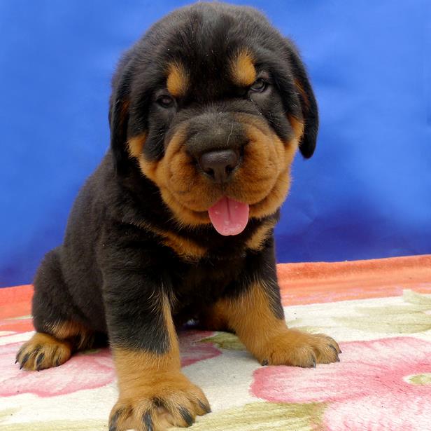 防暴护卫犬罗威那幼犬 罗威纳 大头 大骨架 金牌护卫