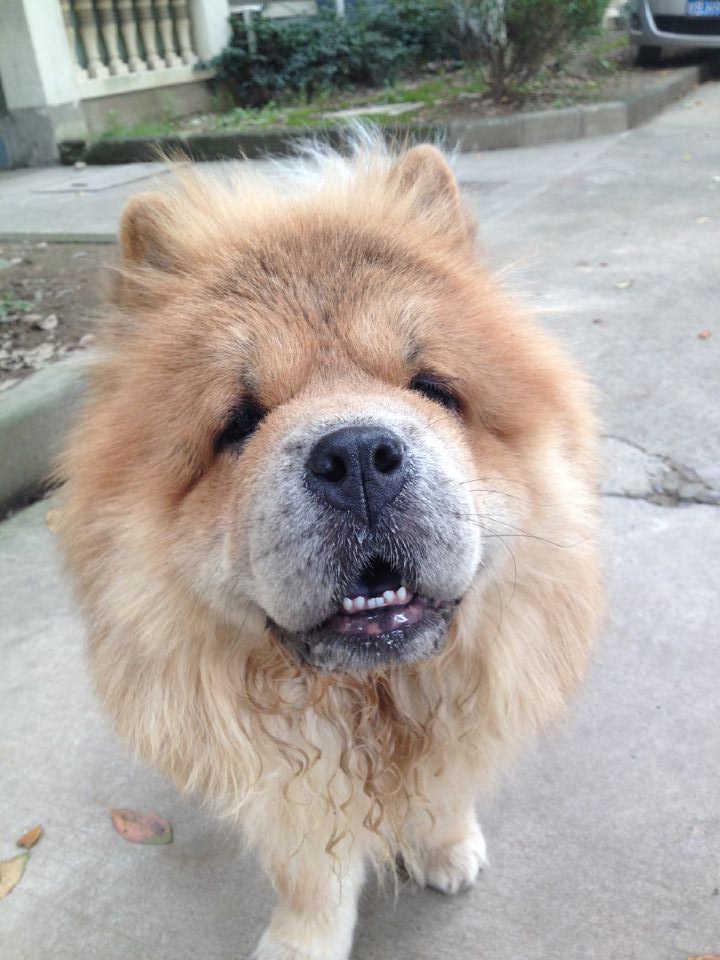 [广东省广州]广州出售松狮犬 松狮价格多少 松狮哪里买便宜_爱宠集市