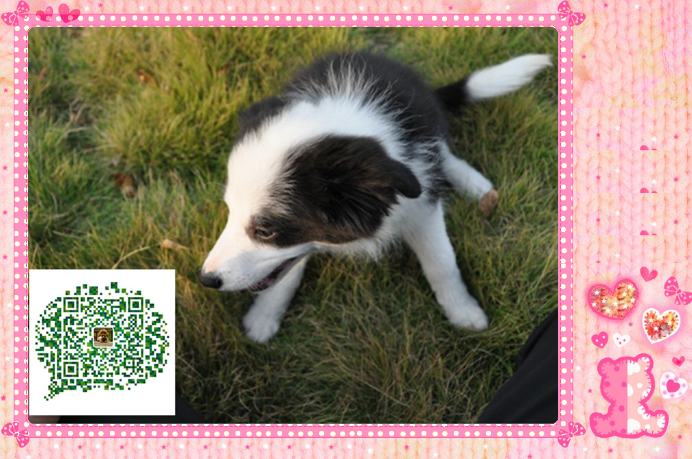天津高品质的赛级边境牧羊犬幼犬出售了 疫苗做完 质量三包