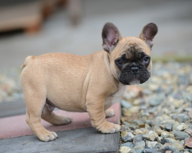 斗牛犬 信誉及健康保障 出售的每只宝宝都已按时驱过虫打过进口荷兰