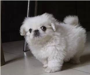 极品京巴犬幼崽宝宝找新家 公母都有,免运费送用品