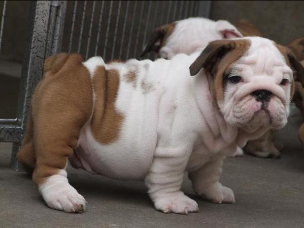 武汉出售英牛犬 诚信至上 暑假期间学生可凭证享受8折优惠