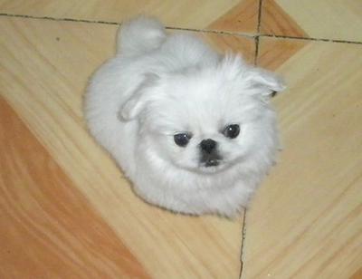 极品京巴犬幼崽宝宝找新家 公母都有,免运费送用品