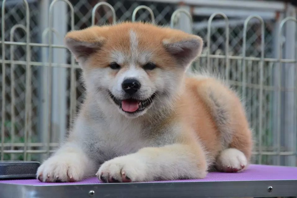 高品质日系 秋田犬幼崽出售 保纯保健康 可签协议 包邮