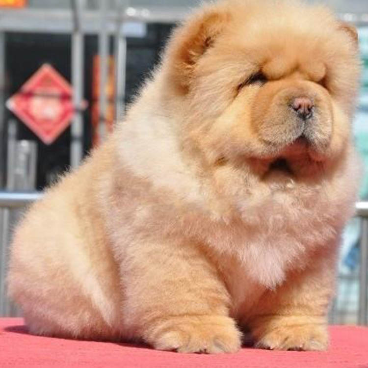 南京萌宠聚会—顶级品质松狮幼犬出售—名贵血统—包犬瘟细小