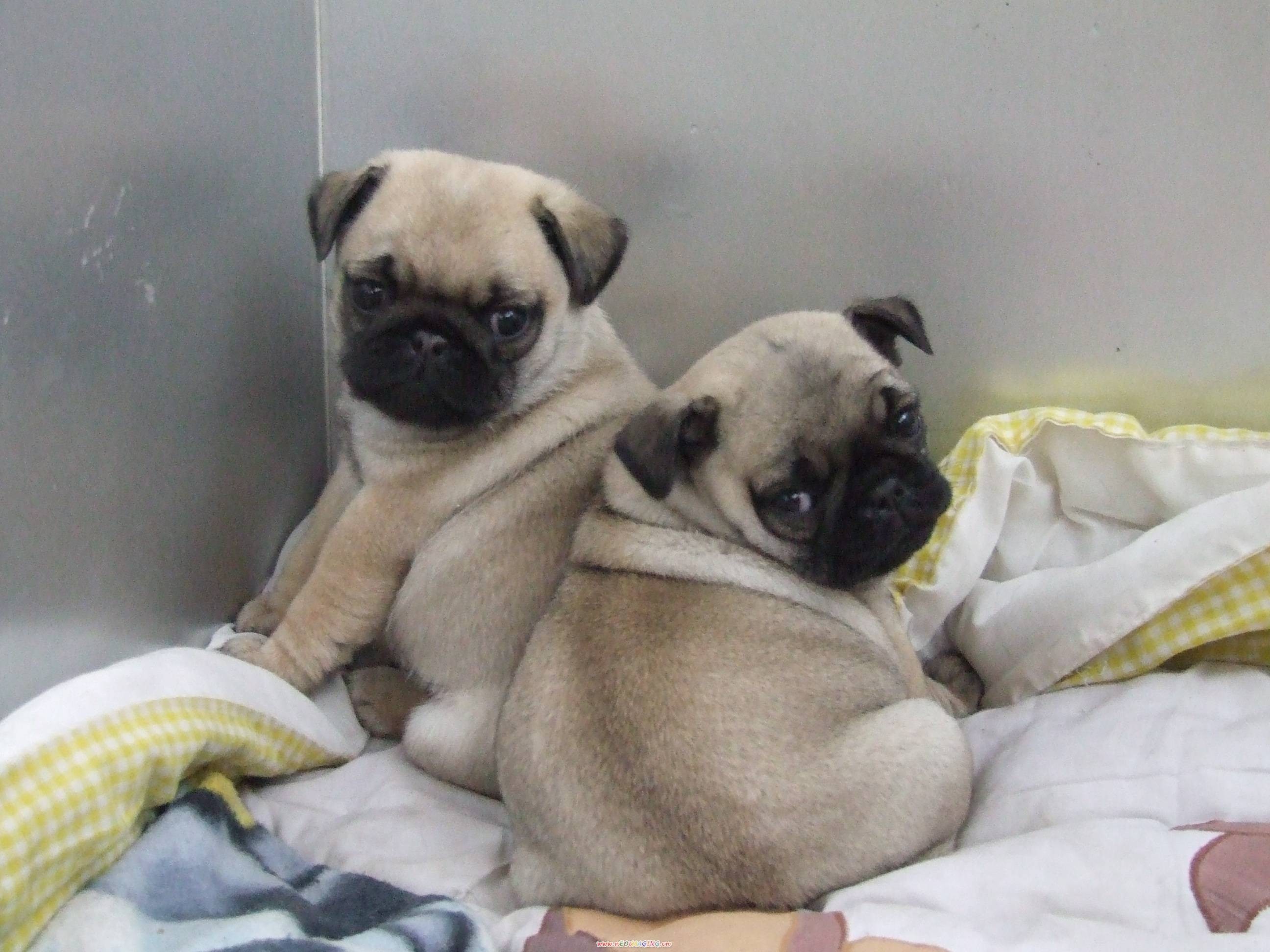 名辰犬场出售鹰版巴哥幼犬 十堰面向全国发货包运 赠品多多