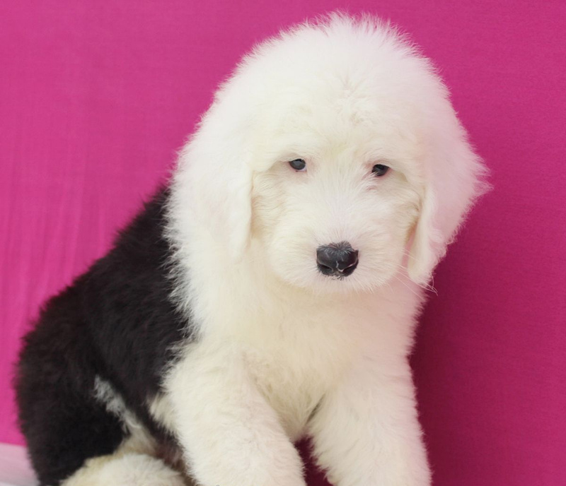 基地直销高品质古牧犬,保健康保纯种,签售后协议