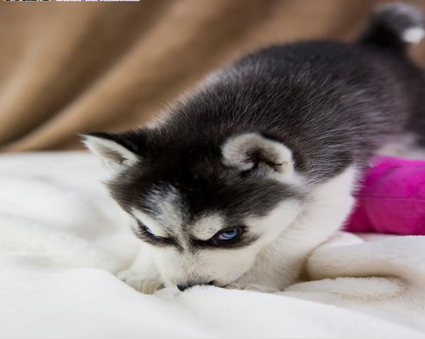宣武高品质净脸哈士奇犬 三把火双蓝眼哈士奇幼犬
