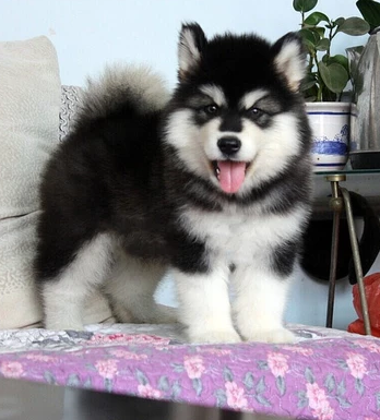 江苏出售高品质阿拉斯加幼犬 基地直销 包纯种包健康 宠物cku认证