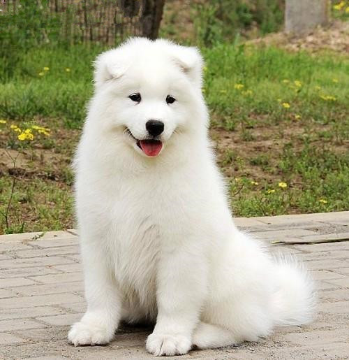 纯种萨摩耶犬 北京萨摩耶价格 纯种萨摩耶价格