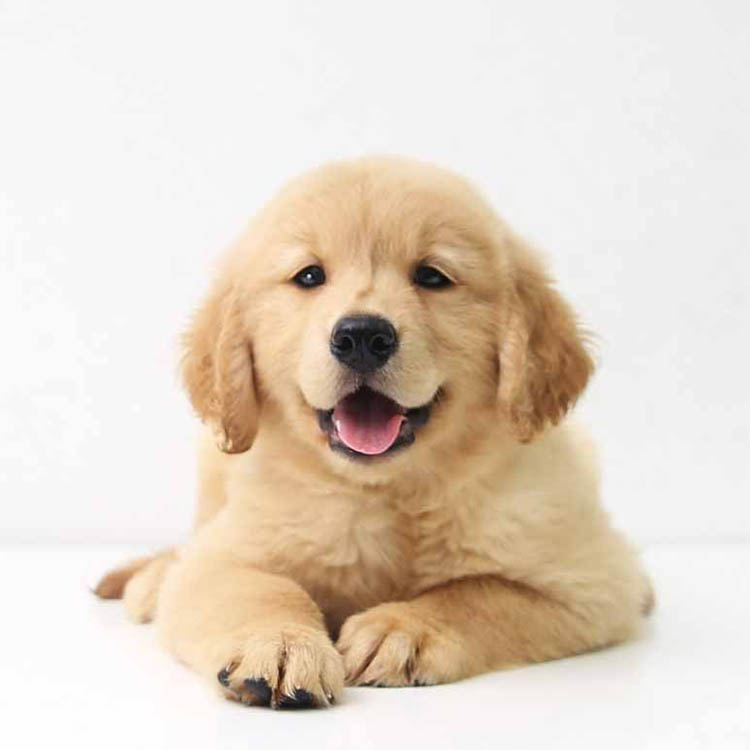 精品犬舍出售精品金毛犬 纯种金毛幼犬 血统纯种健康保证