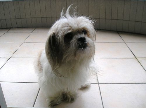 顶级西施犬 冠军品质 赛级血统 签合同质