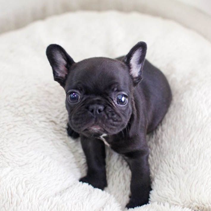 国外引进顶级高品质大耳朵法国斗牛犬