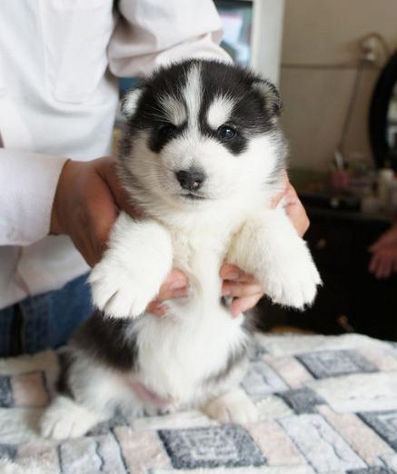 江苏精品哈士奇幼犬出售中 毛色好 可签订活体协议