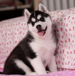 广东省宠物狗 哈士奇  联系人:可可  联系电话:13755120865 微信同步