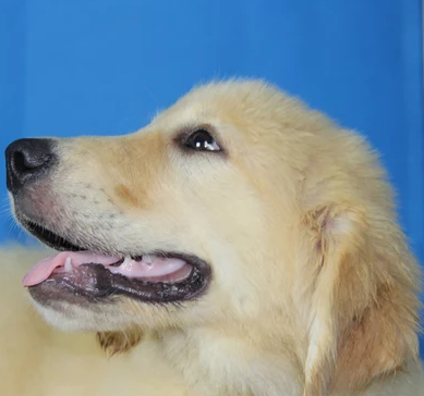 湖北本地赛级精品阿拉斯加幼犬出售,保证健康纯种赛级精品金毛幼犬