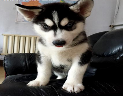 沈阳高品质净脸哈士奇犬 三把火双蓝眼哈士奇幼犬