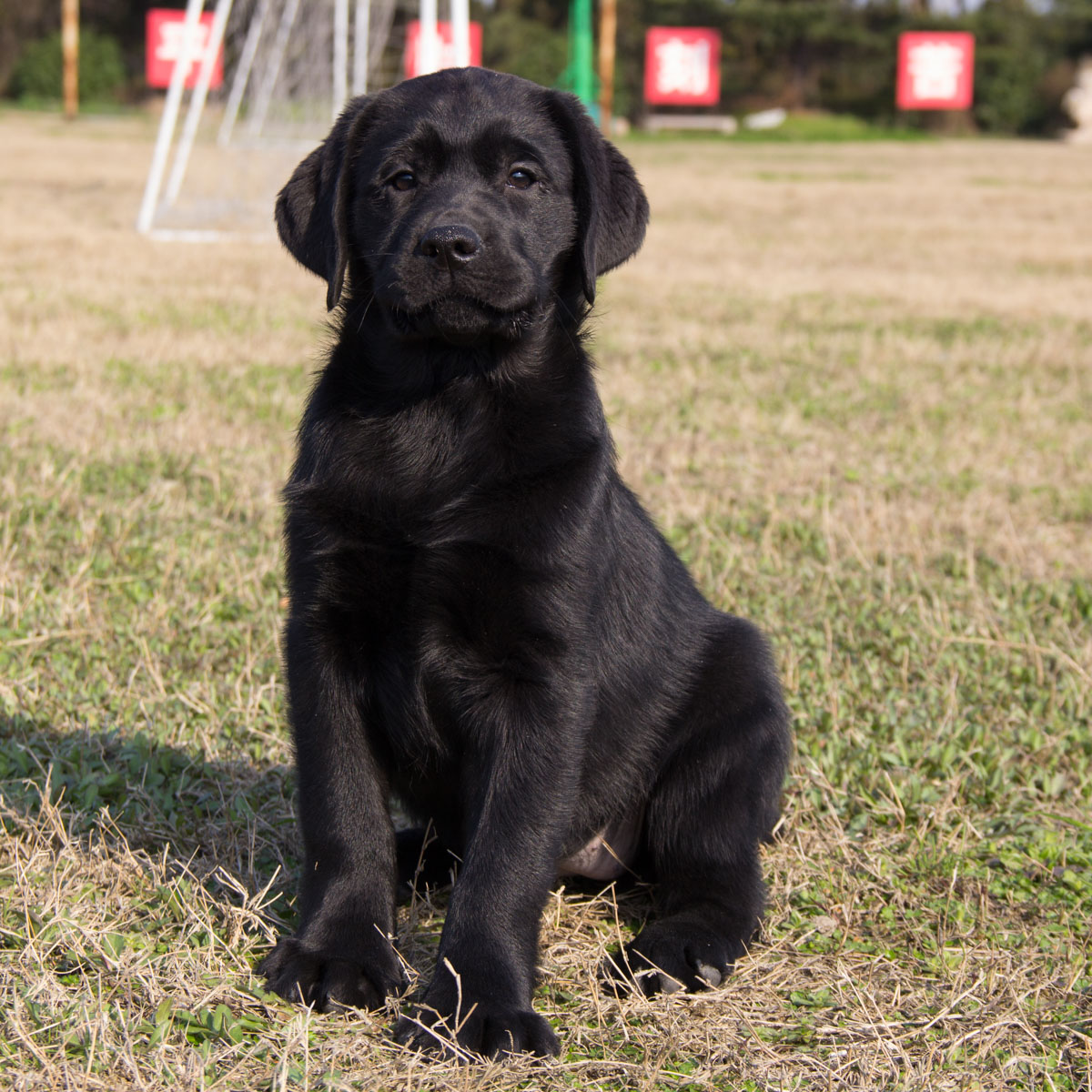 苏州出售纯种拉布拉多幼犬 公母均有 包健康纯种 全国发货