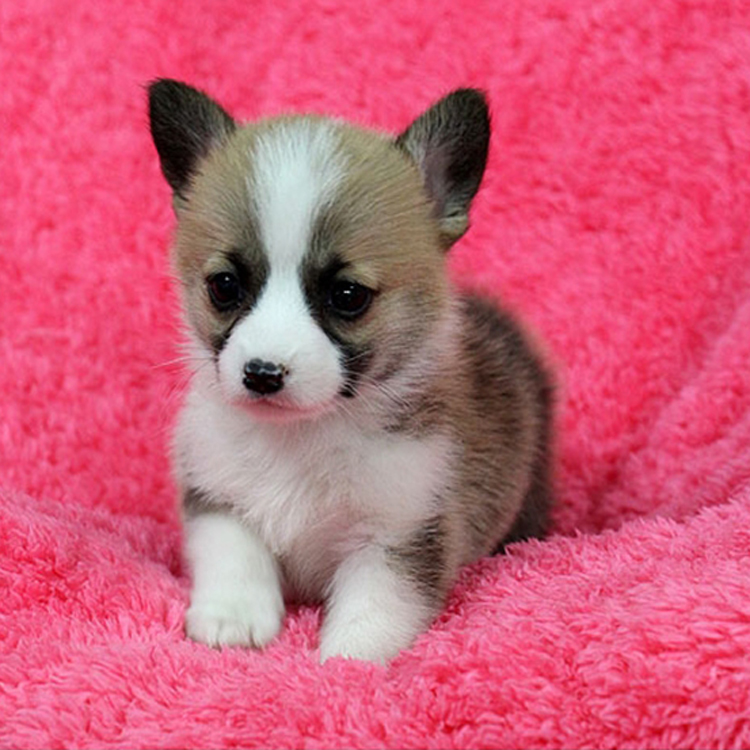 山东出售威尔士两色柯基犬 矮脚绅士 白围脖 多只选