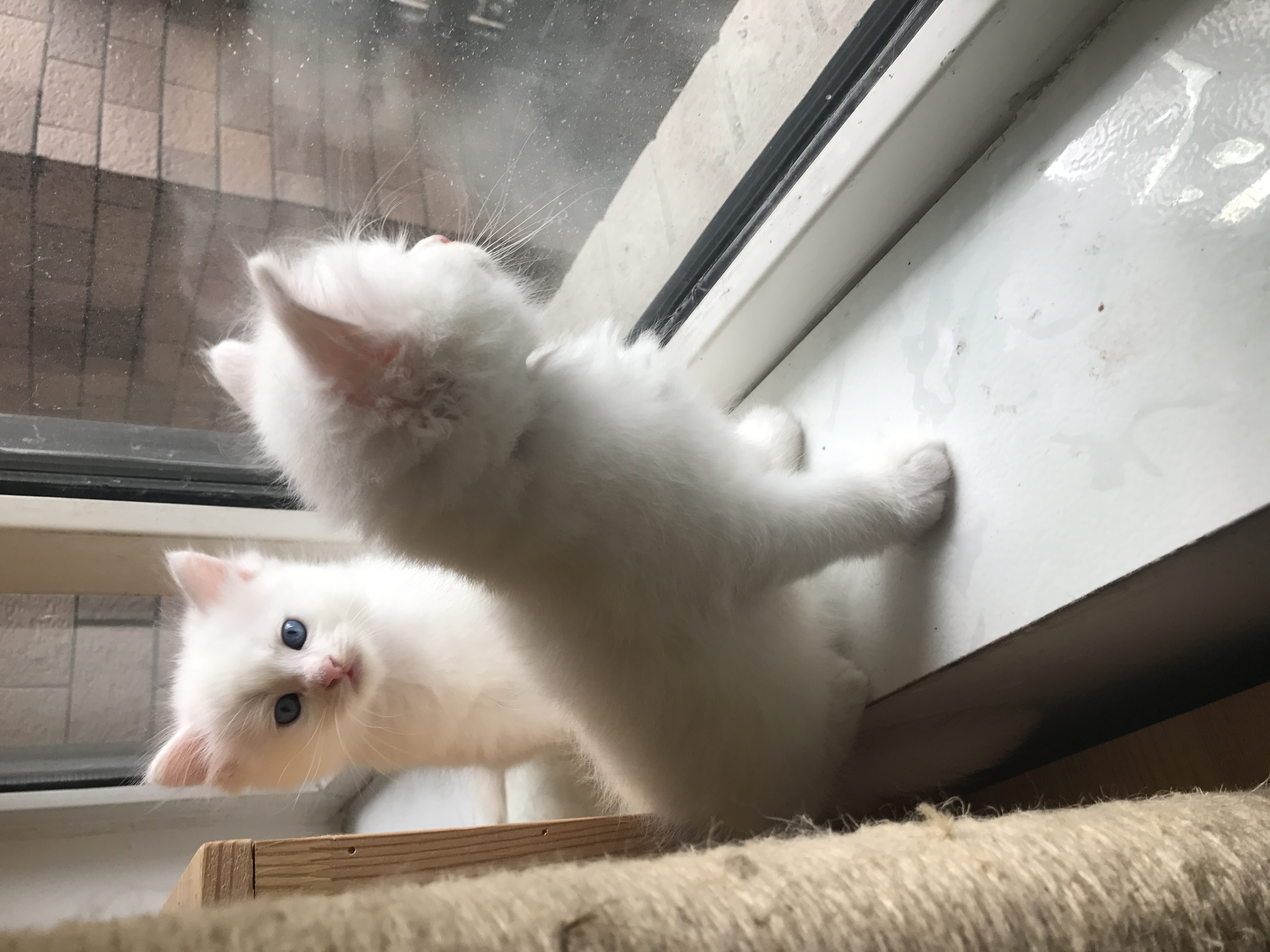 山东狮子猫,自家猫咪生的,两只弟弟,蓝眼