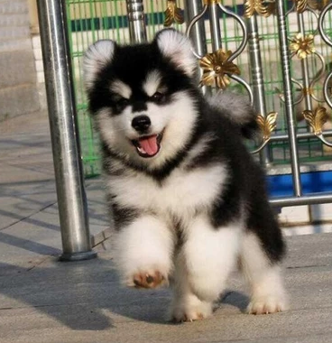 河南省宠物狗 阿拉斯加雪橇犬 联系人:唐婷婷  电话/微信:18258894039