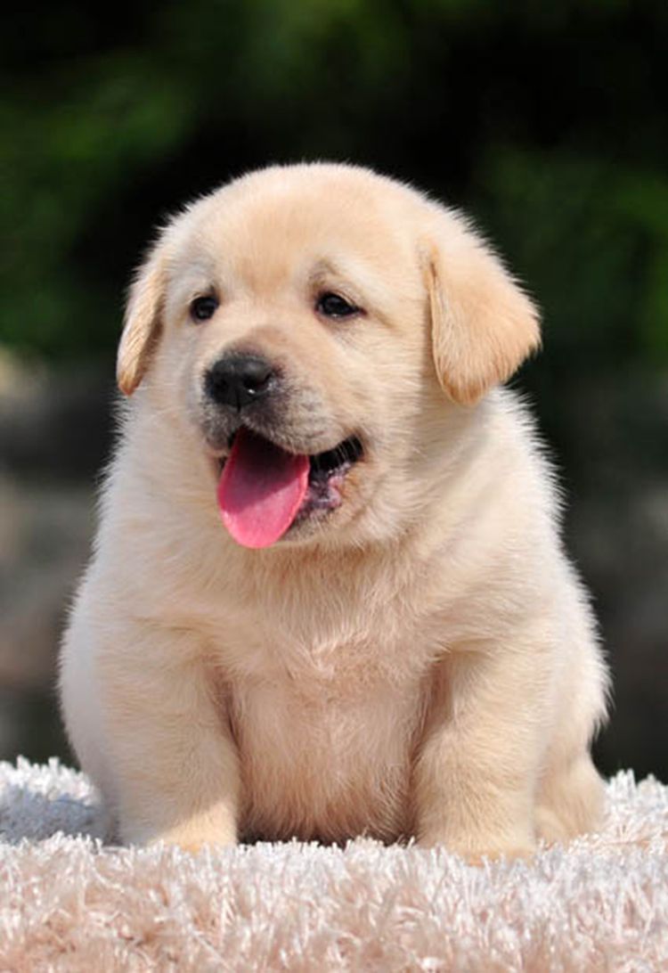 广州哪里有卖宠物狗 广州拉布拉多犬价格多少 包健康可送货