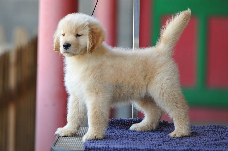 纯种金毛幼犬 广州狗场繁殖高品质金毛幼犬 欢迎上门挑选