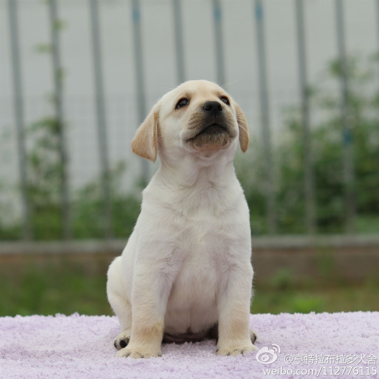 江苏省名辰cku犬舍出售拉布拉多幼犬 全国包运担保交易 一对一售后