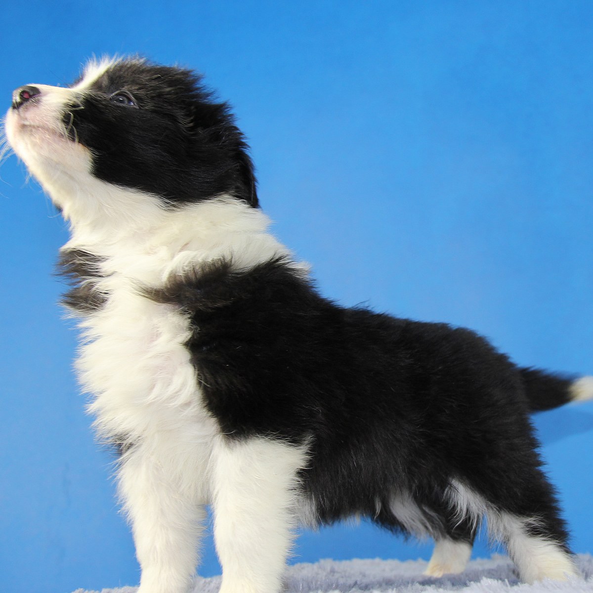 边境牧羊犬 诚心出售 疫苗已打 支持上门 全国可飞_边牧交易_狗扑边境