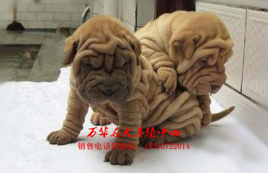 北京宠物狗 沙皮狗  售后承诺   1.