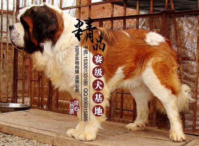 哪里有卖纯种圣伯纳犬 多少钱一只