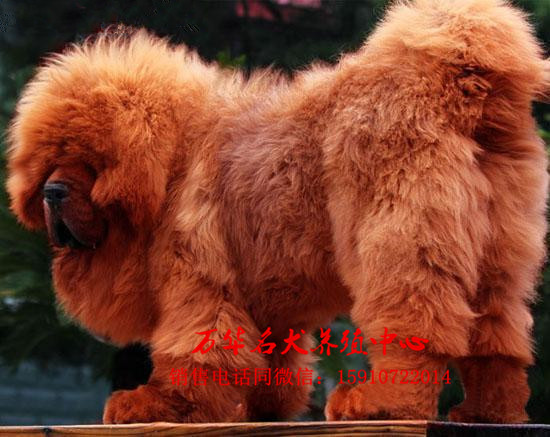 [北京海淀区]纯血统藏獒幼犬出售,绝对精品,欢迎选购_爱宠集市