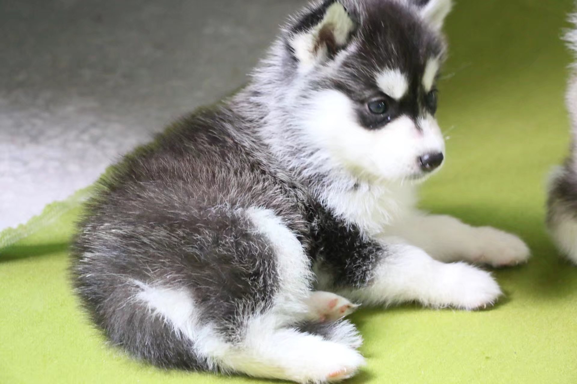 纯种哈士奇出售质量保障颜色多款