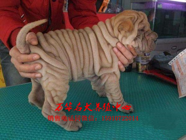 北京宠物狗 沙皮狗  售后承诺   1.