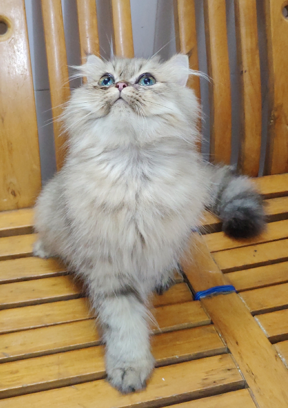 上海宠物网_上海宠物交易网