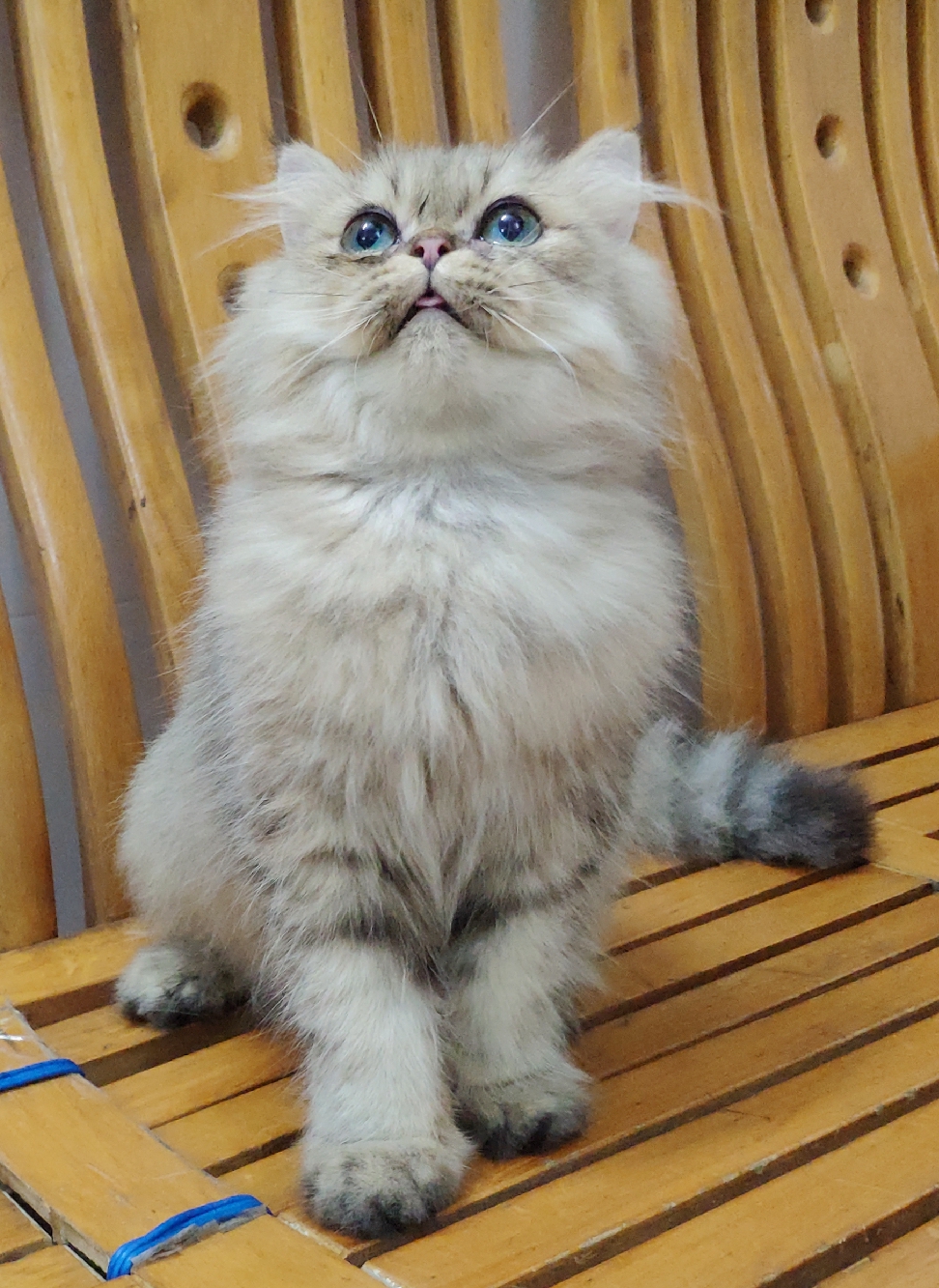 低价转让家养金吉拉弟弟稀有金色